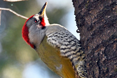 AogeraEyeLite_210214M