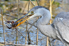 ザリガニとアオサギ