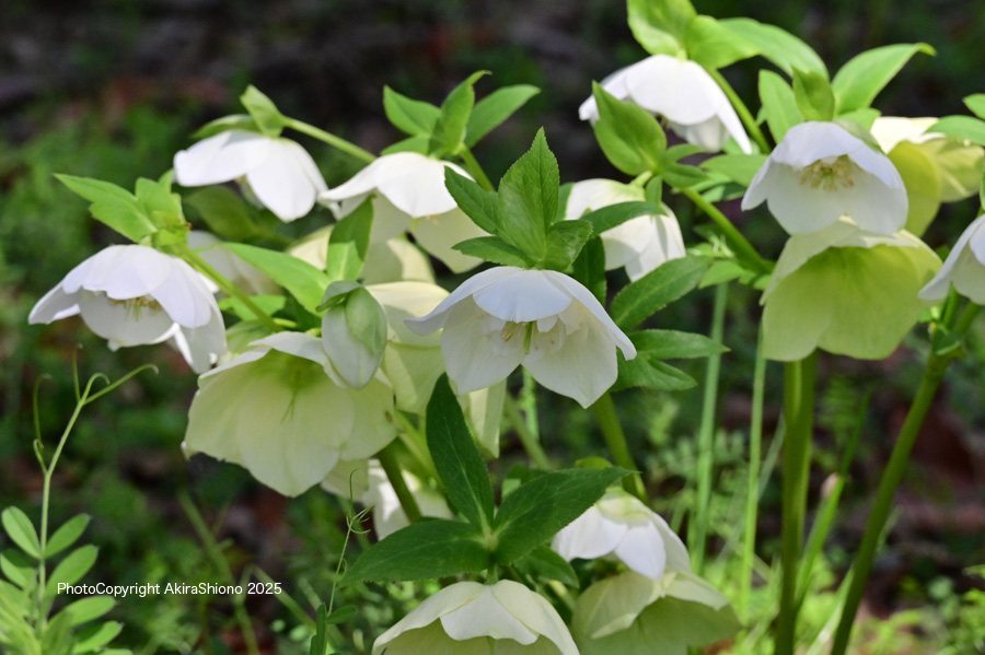 ChristmasRoseW250330