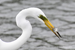 魚を咥えるダイサギ