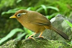 GabichouLSGP_Spring22051115M