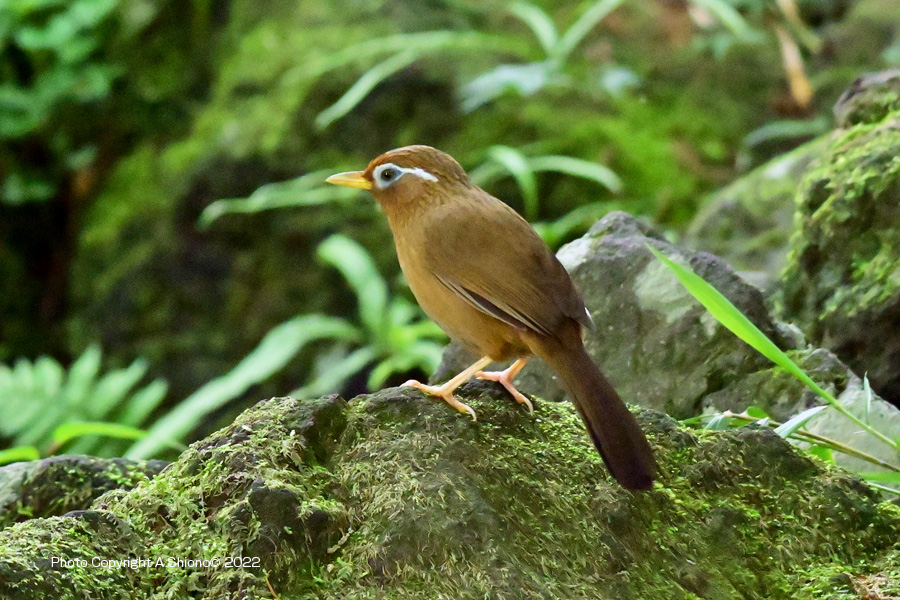 GabichouSGP_Spring22051115