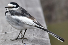 HakusekireiM_SGI180225M