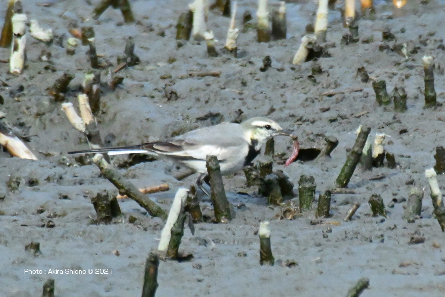 干潟のハクセキレイ