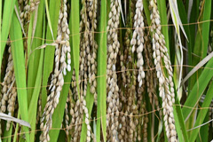 府中郷土の森博物館