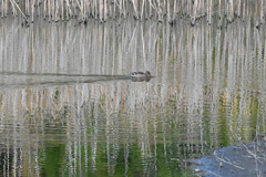 ハシビロガモの景色AosagiAshiUp_TKYP201206M