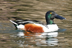 ハシビロガモ♂