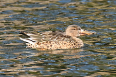 ハシビロガモ♀