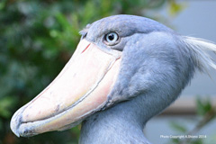 HashibirokouUDK140921M