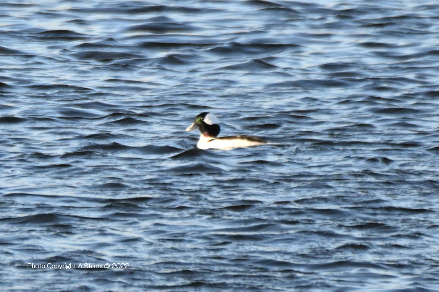 HimehajiroL_Seiseki221226