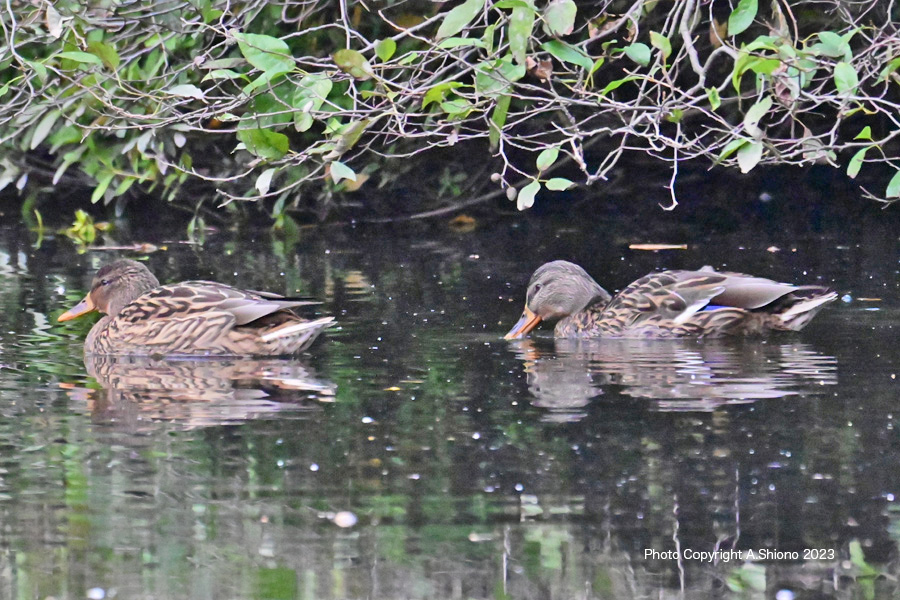 HitachiCL_OhI_NE_KamoFM231126