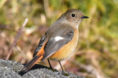 ジョウビタキイ