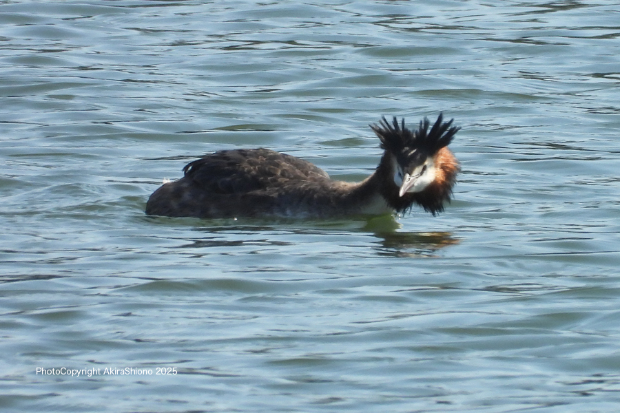 K_KaitsuburiM_FP1100_TKYP250301