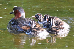 KaitsuburiC4Family_230512M