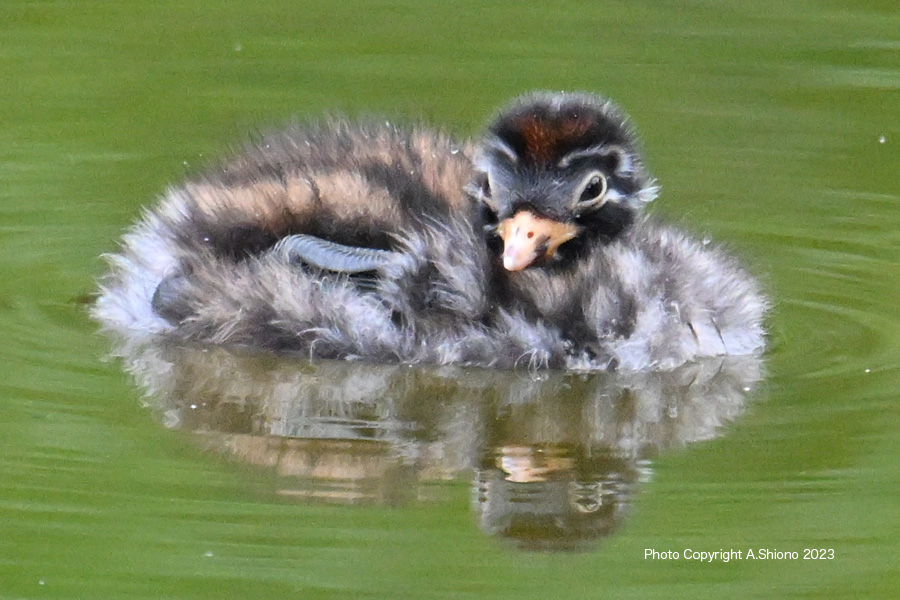 ベビーラッシュの６月