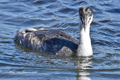 カンムリカイツブリ