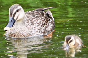 カルガモ親子