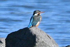水辺のカワセミ