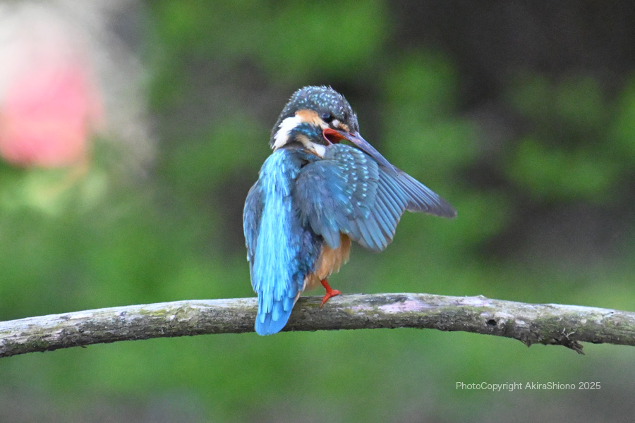 KawasemiPreening_SGP250406