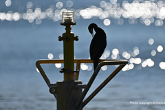 航路灯とカワウ