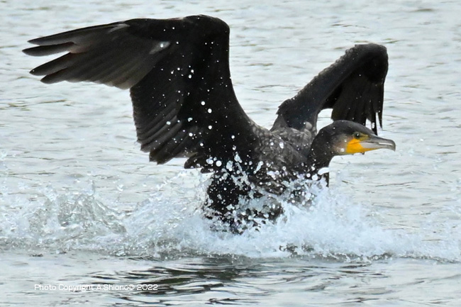 KawauOffshoreBuoy210822M