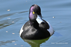 キンクロハジロ