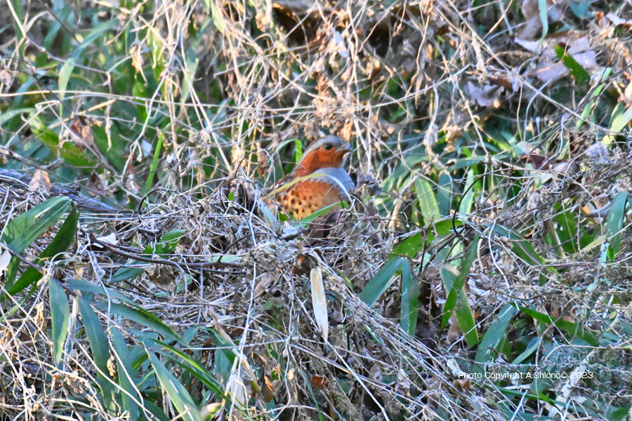 KojyukeiUP_SGP230107