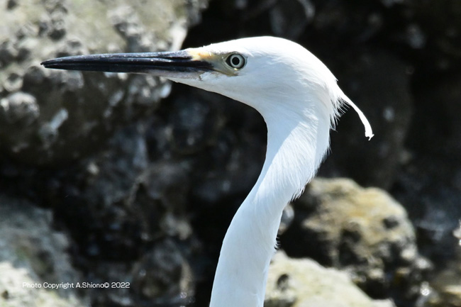 KosagiFaceUp_MHD_TKYP220612M