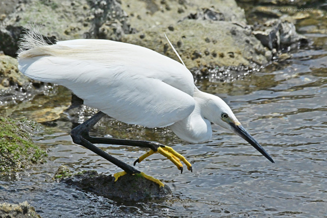 KosagiHunt_MHD_TKYP220612M