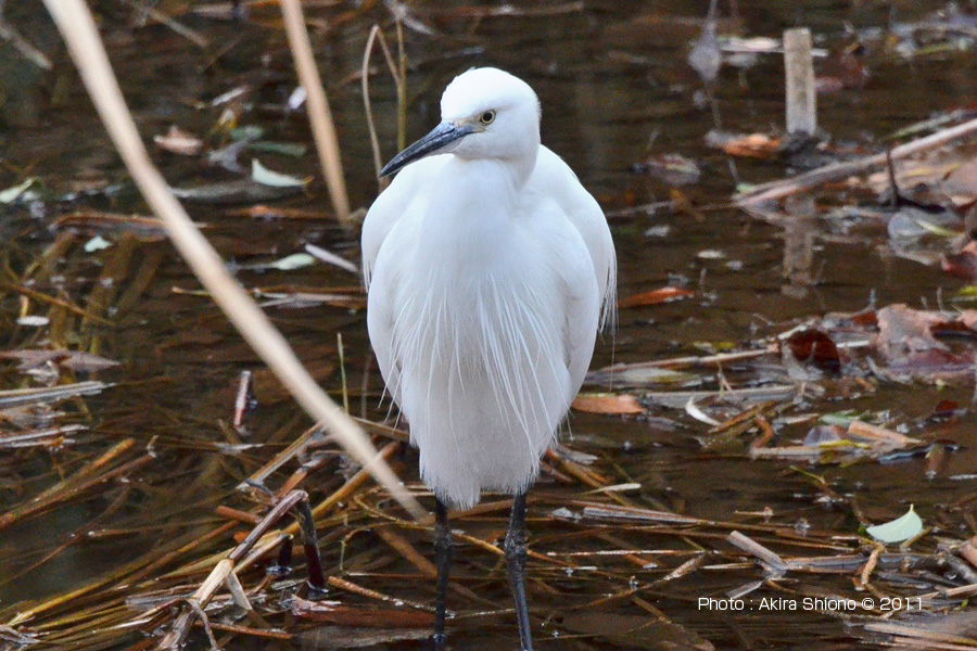 KosagiPondL_SGI_110111