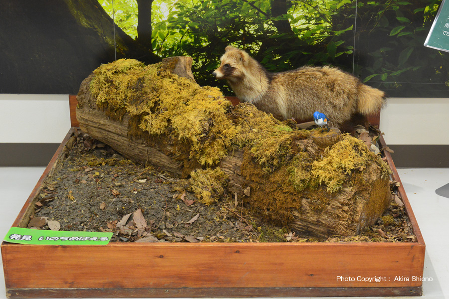 MitakeVCen_2F_Tanuki