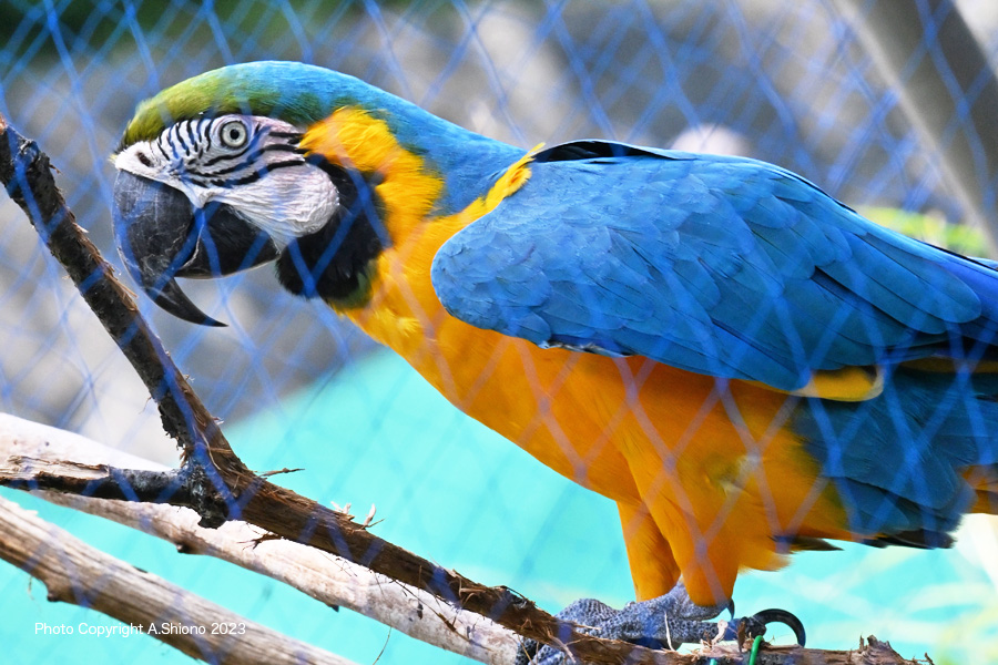 RurikongouinkoTDK230917