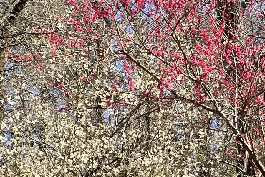 SGPKouHakuBaiUP230301