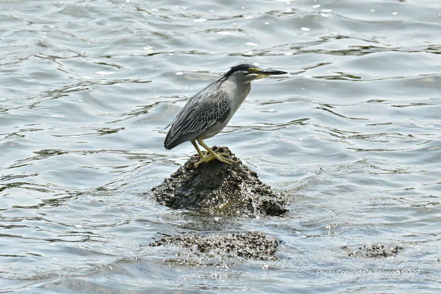 SasagoiLanding220605