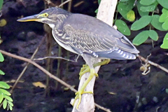 SasagoiLsideTKYP200809M