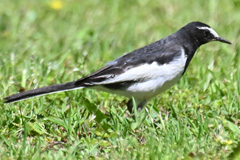 セグロセキレイ