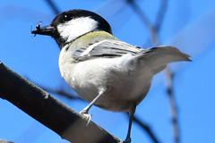 ShijyukaraEat_MKP190324M