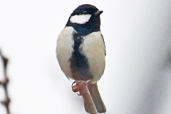 ShijyukaraKDMM240204M