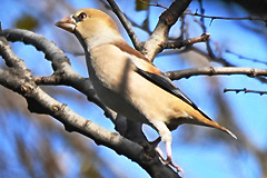 枯れ枝とコゲラ