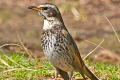 TsugumiL_TKYP200301M