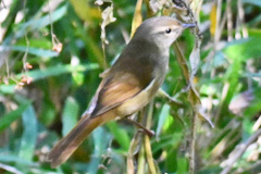 藪の中のウグイス