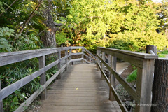 玉川上水遊歩道