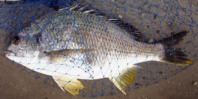 outdoor/090809kibire40M